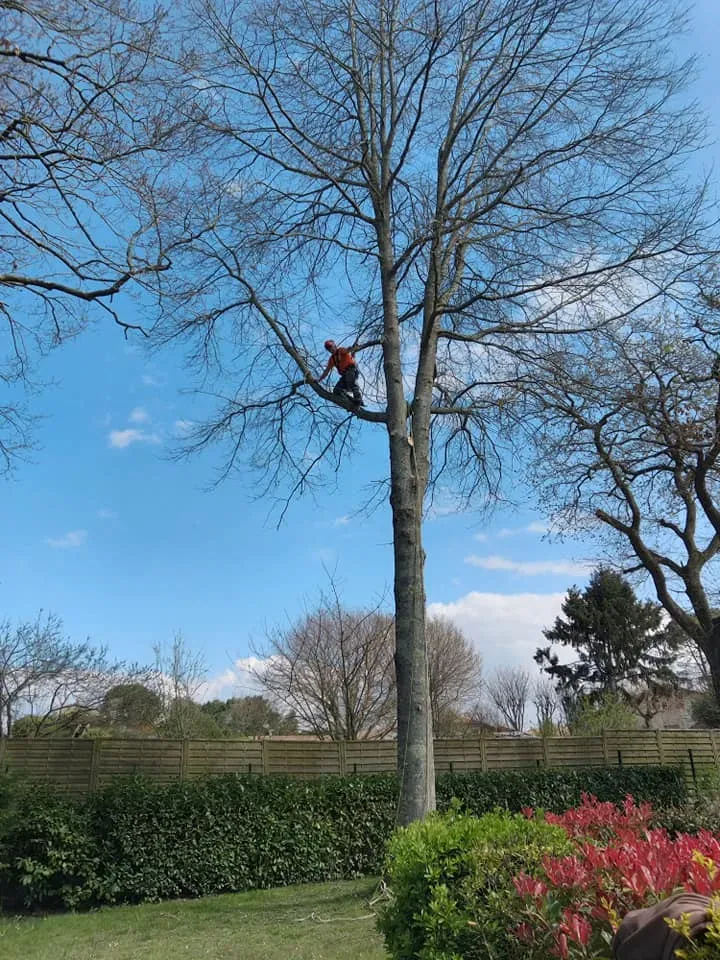Taille douce à Saint-Vincent-de-Tyrosse