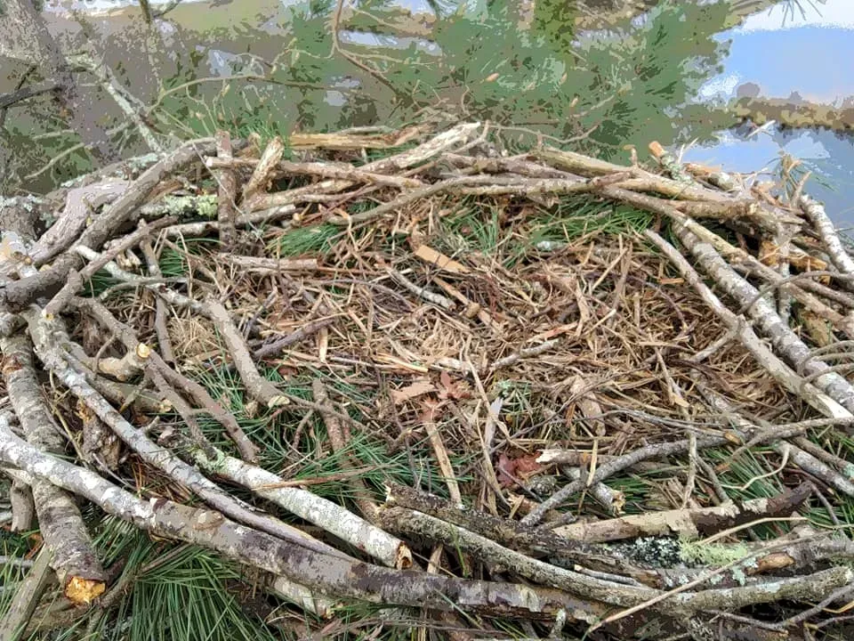 Défrichage à Saint-Vincent-de-Tyrosse